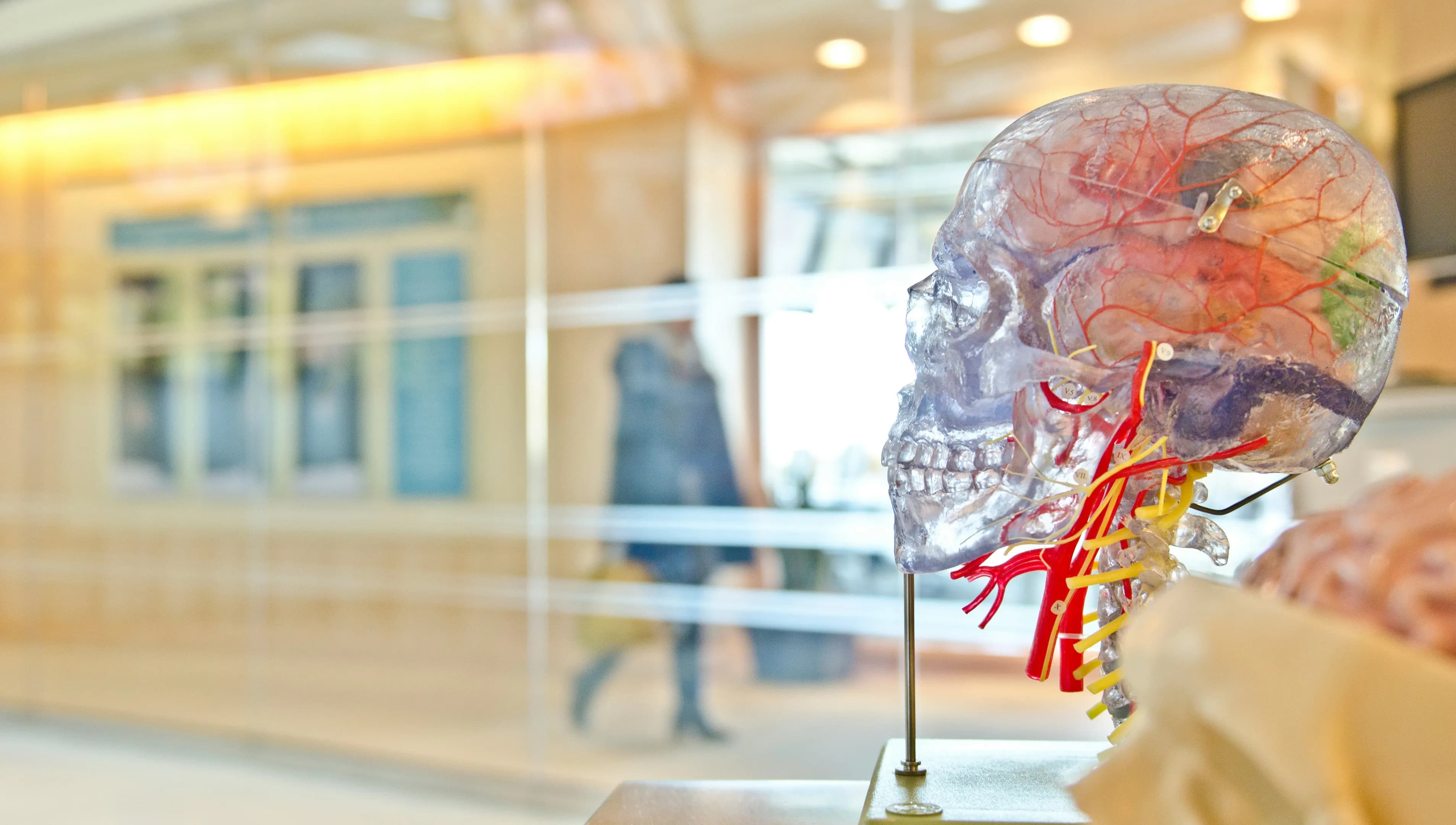 medical brain doctor