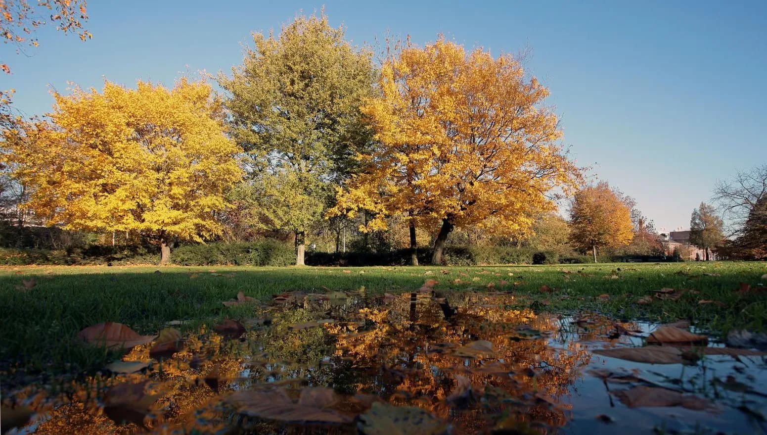 Westerpark during fall.