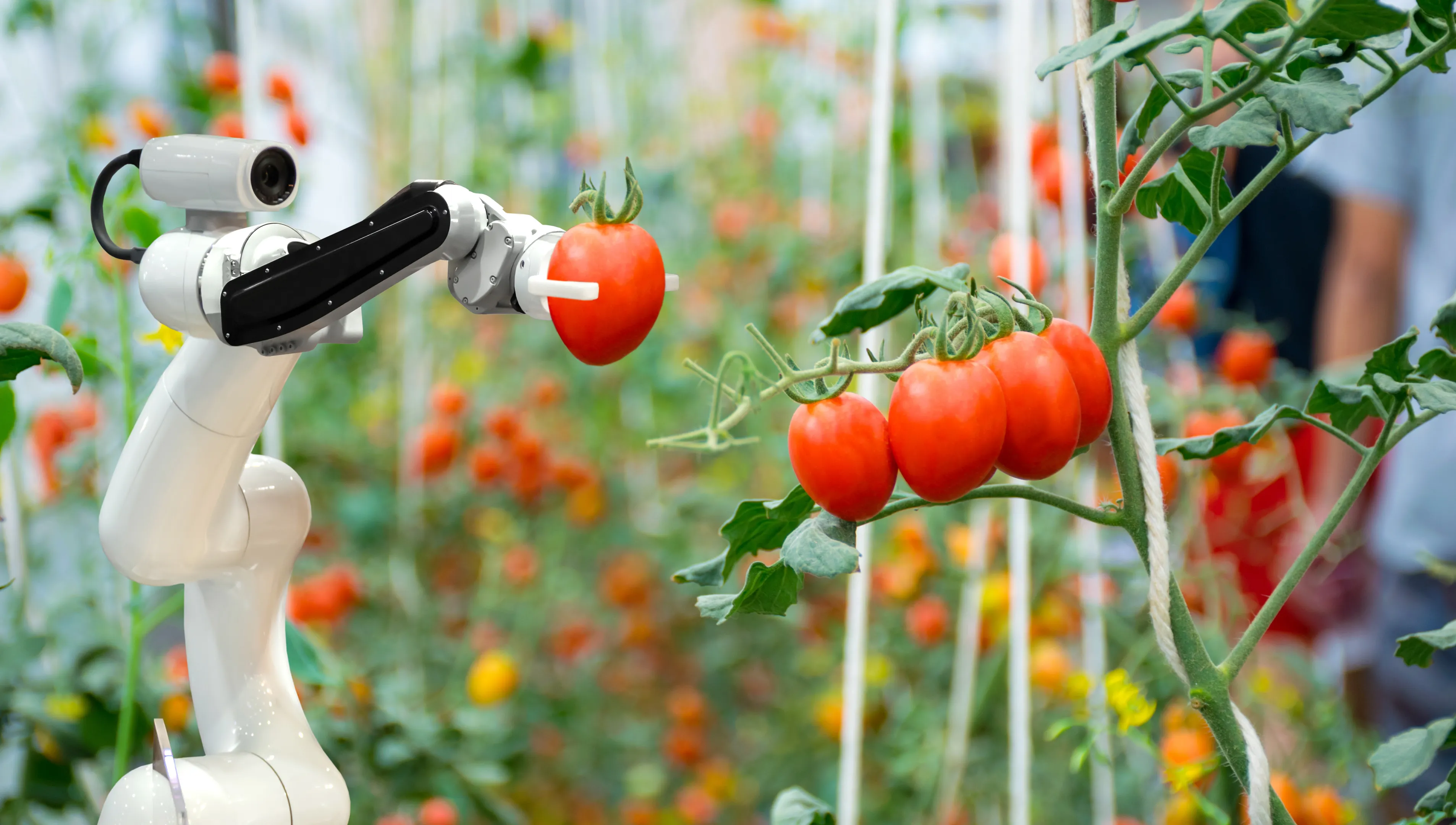 smart robotic farmers in agriculture futuristic robot automation to work to spray chemical fertilizer or increase efficiency