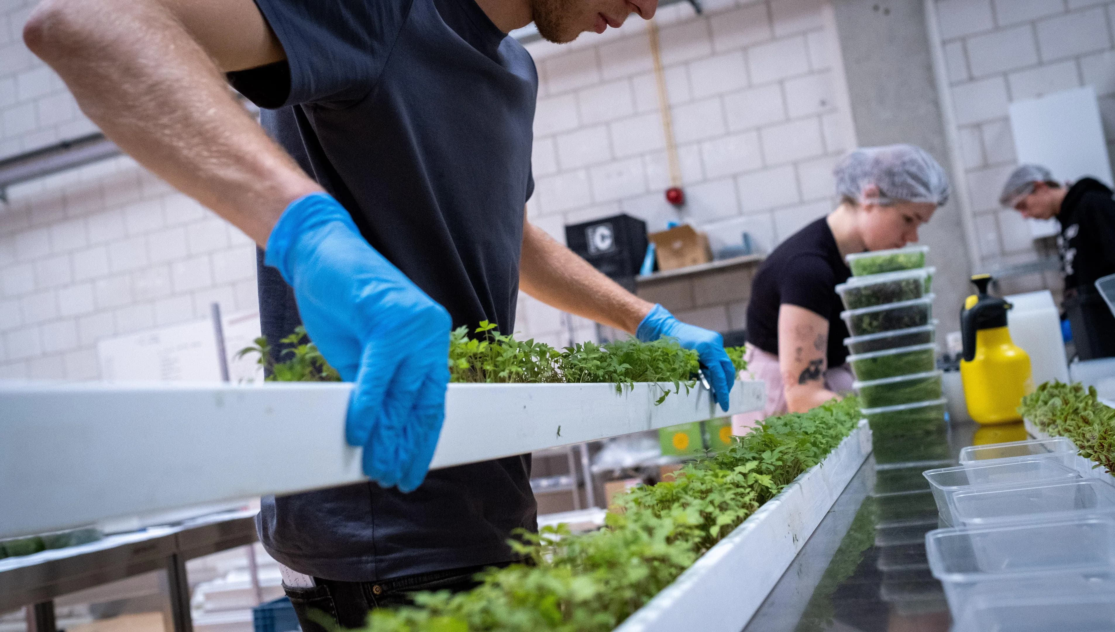 2JHAG3H Report on shared gardens and urban agriculture in Amsterdam. This is GROWx setting up an efficient, fully robotic, AI-driven vertical farm in Amsterdam. It is about microgreens and herbs, mainly for large restaurants in the Capital. The packaging materials are recycled, the electricity is obtained from green sources. The aim is to develop a viable vertical farming business model. Amsterdam, Netherlands.