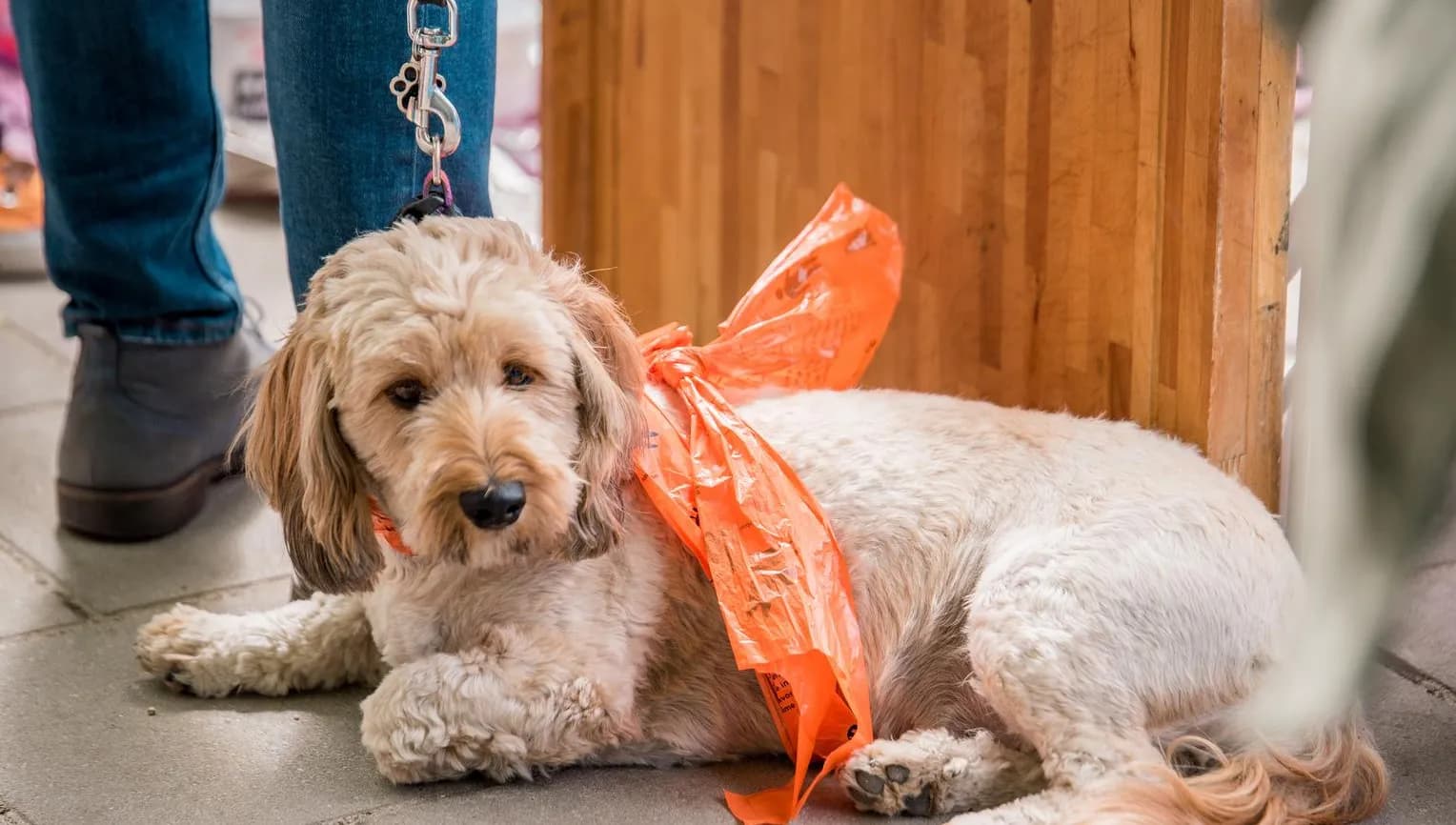 Koning's dag 2018 King's day 2018
