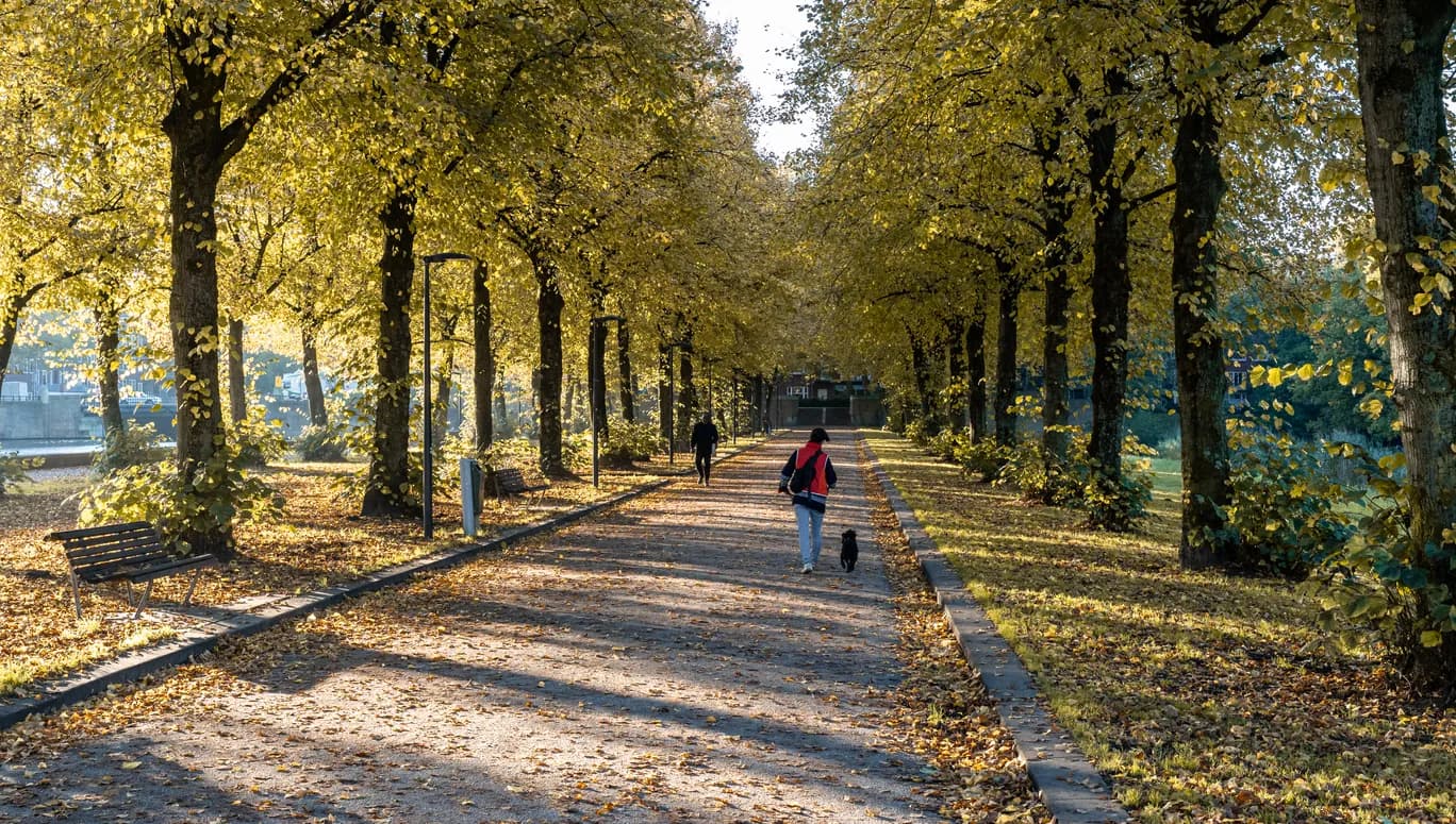 People and a dog in the Erasmuspark on a sunny autumn day.