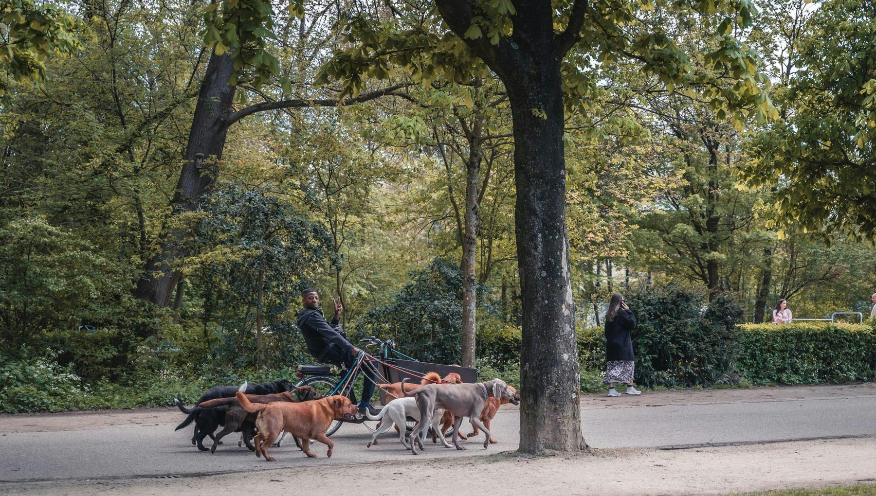 A lot of dogs in the Vondelpark