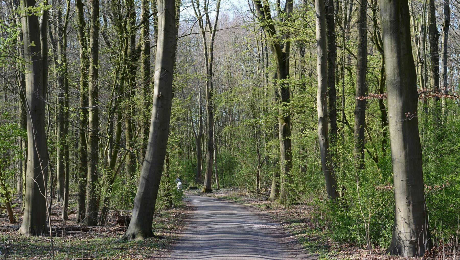 Spring in Amsterdamse Bos, Amstelveen