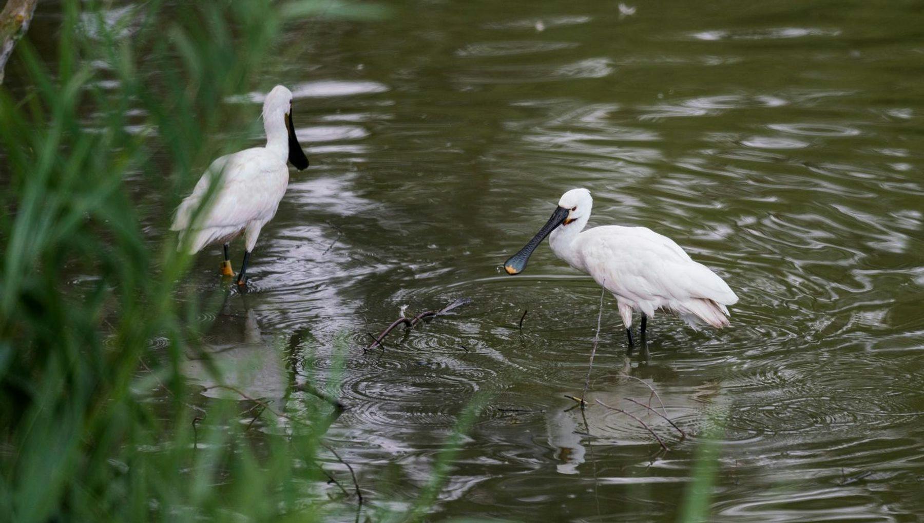 A couple of spoonbills standing in the water.