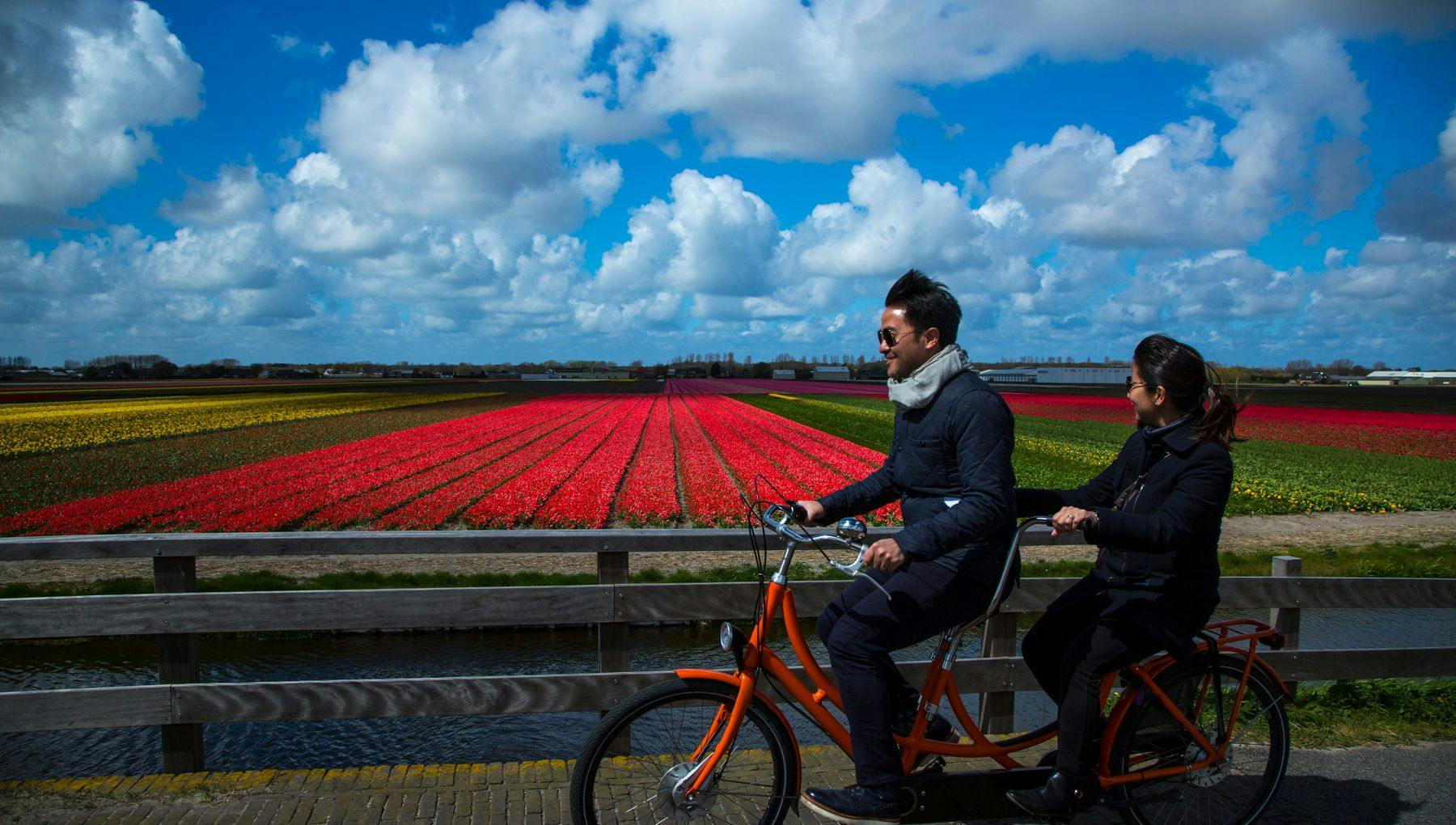 A couple on a tandem bike is cycling through the flower fields.