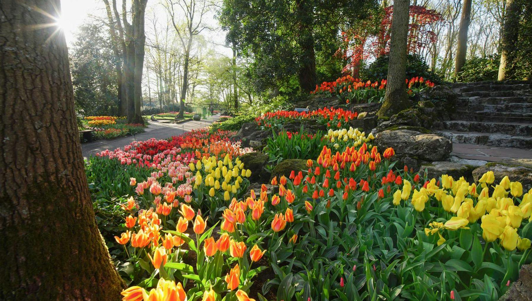 Tulip display in Keukenhof gardens 2022