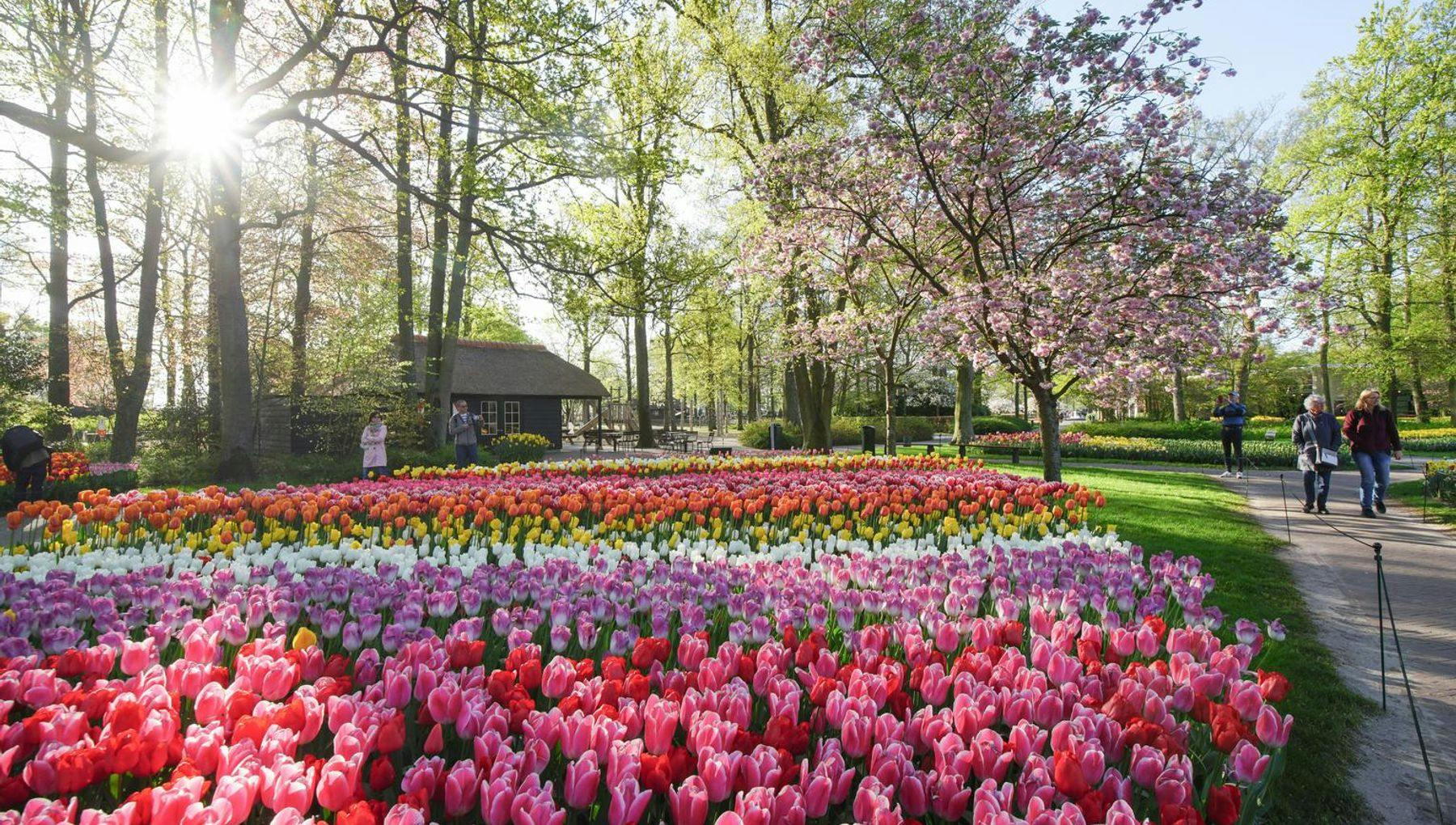 Blossom tree and tulips in Keukenhof gardens 2022