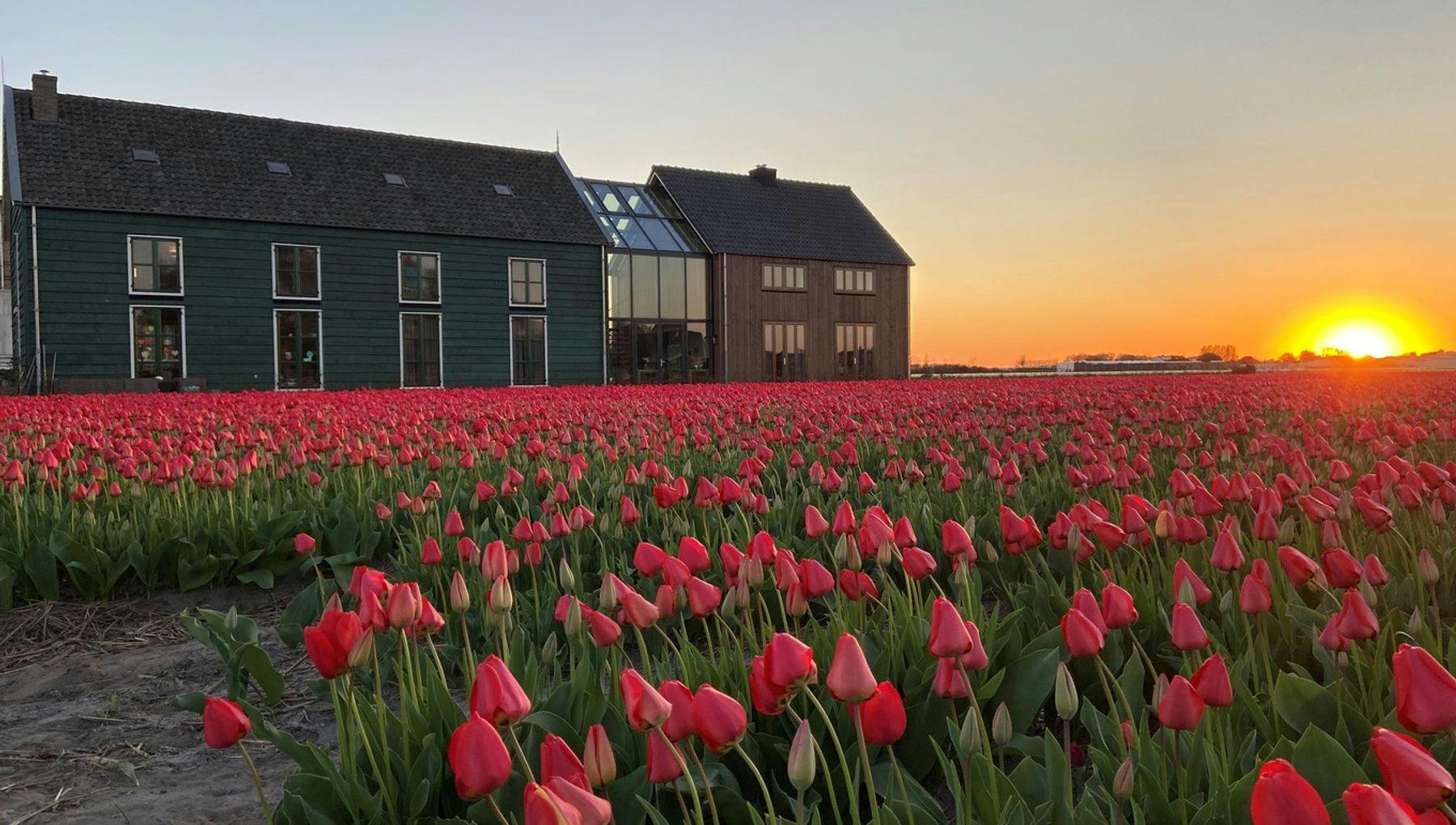 accommodation in a field of tulips