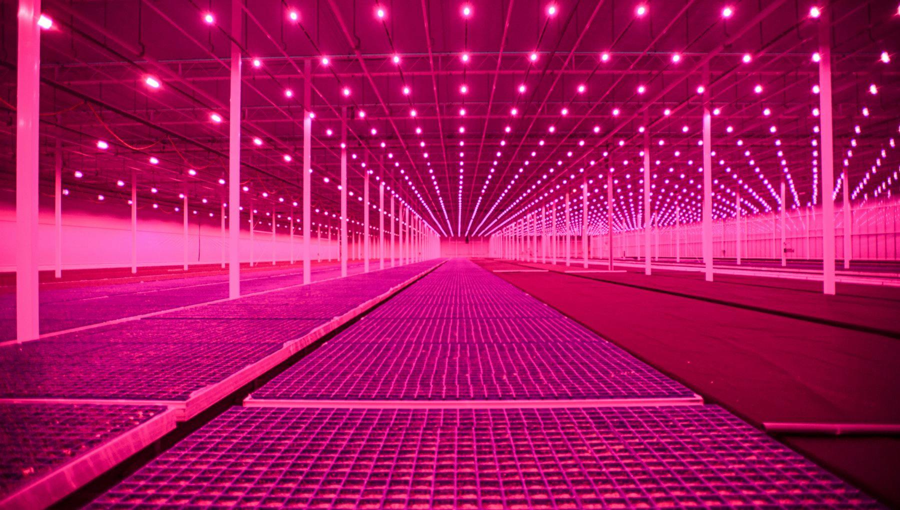 Kadir van Lohuizen / NOOR 
‘Food for thought’ 2021 - 2022

Koppert Cress is located in the Westland in the Netherlands and grows freshly-sprouted seedlings (cresses) and other edible leaves and flowers (specialties) from 100% natural aromatic plants all grown in highly innovative greenhouses. Illuminated by LED grows perfectly, the quality is better and the outburst decreases it intensifies the flavour, aroma and presentation