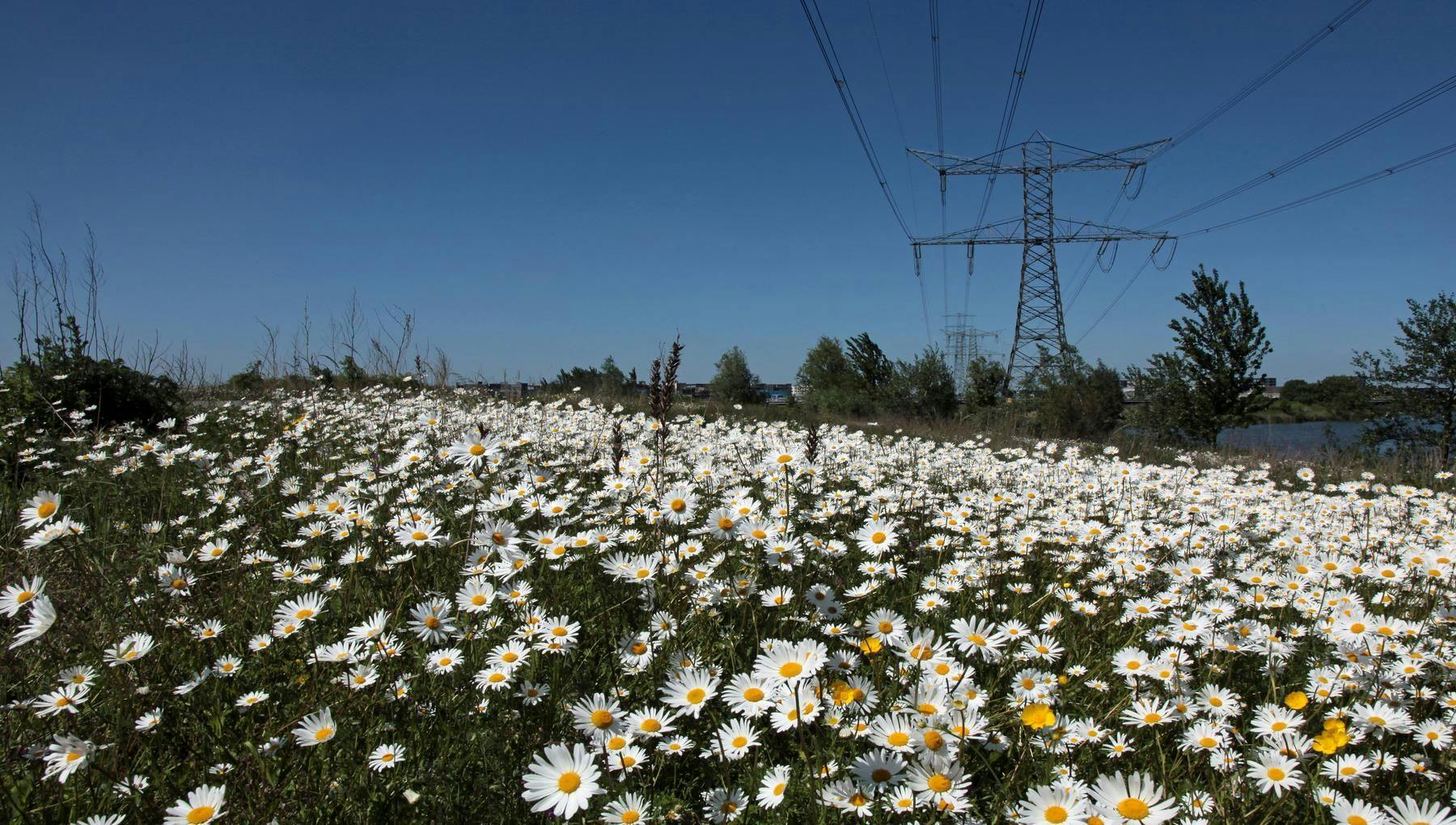 A field of White Flowers in Diemerpark