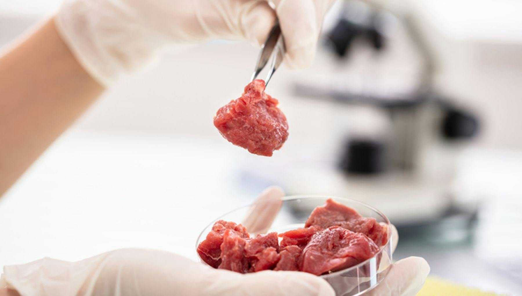 Researcher Inspecting Meat Sample In Laboratory