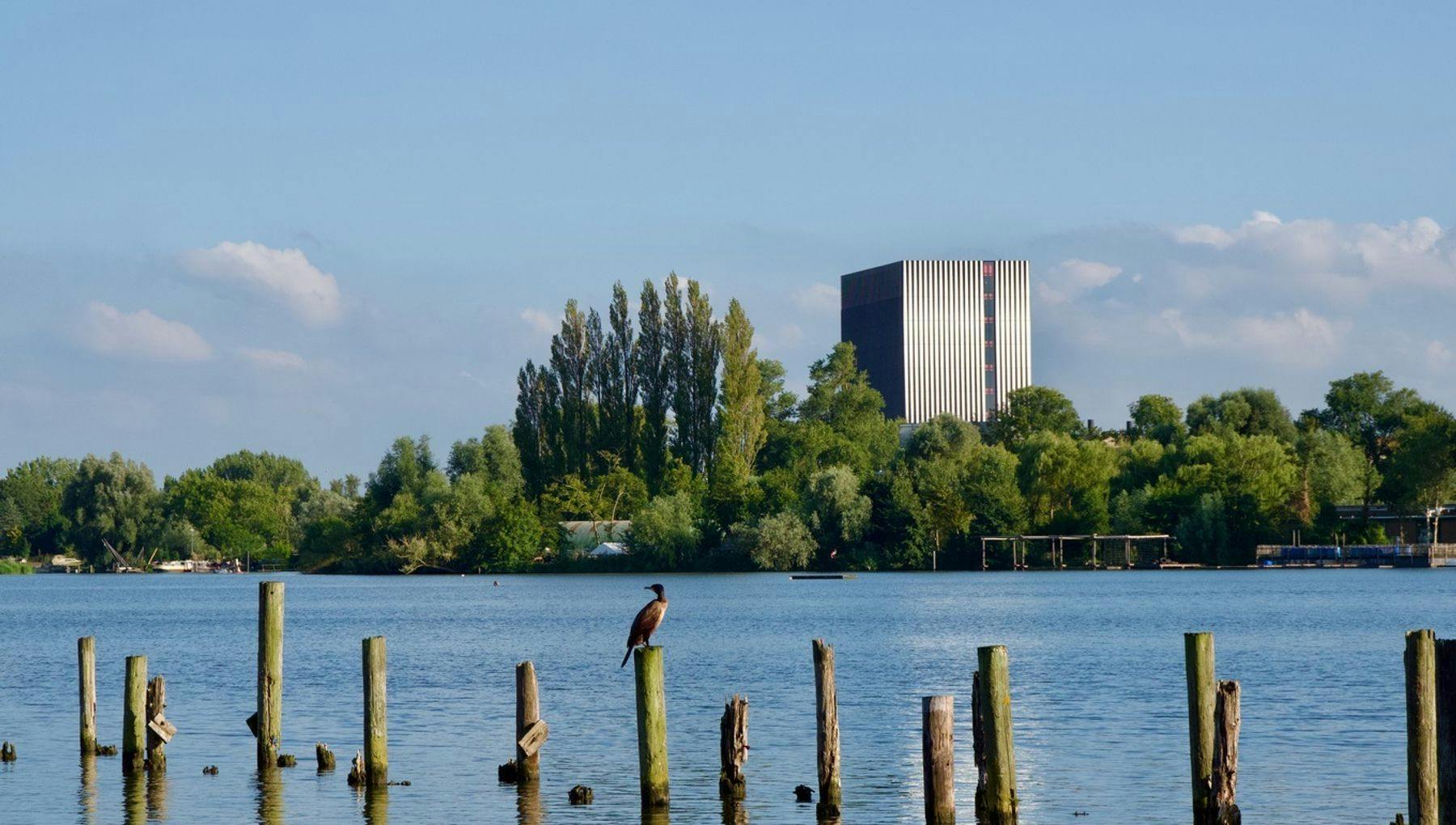 Bird on a lake in Flevopark
