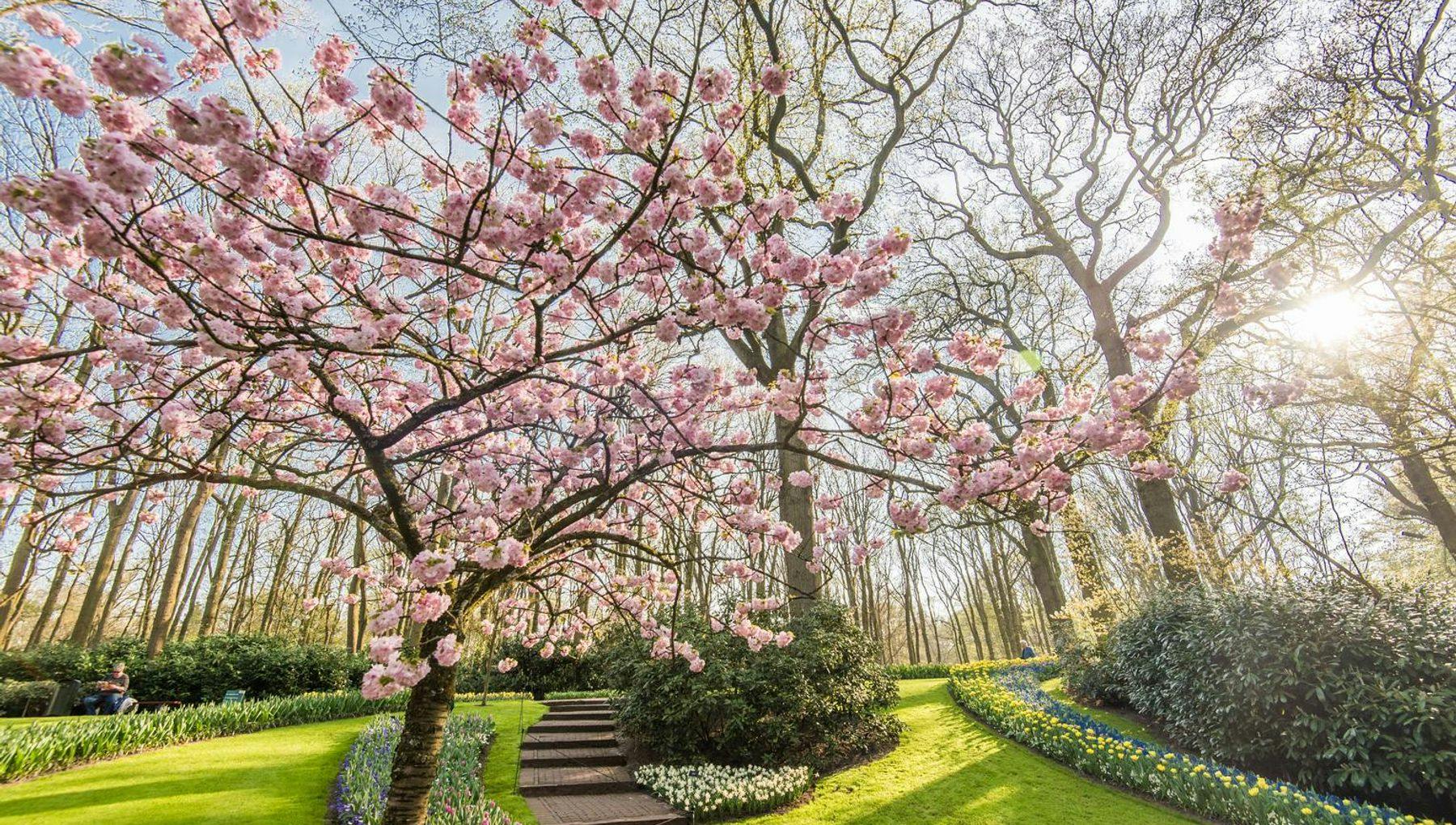 Keukenhof, also known as the Garden of Europe, is the world's second-largest flower garden. It is situated in Lisse, the Netherlands.
Blossoming tree.
