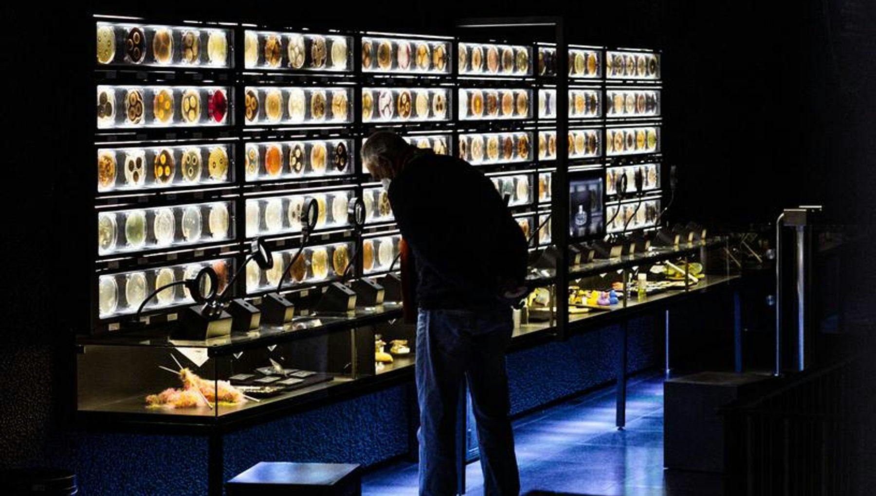 A man looking at glass cabinet display of bacterias at Micropia Museum