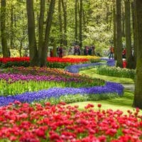 People admiring the colourful tulips in Keukenhof gardens