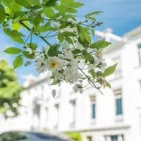 Plantage Muidergracht Blossom