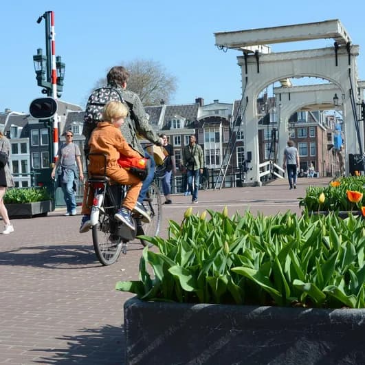 Guys walking on the Magere bridge in spring with tulips