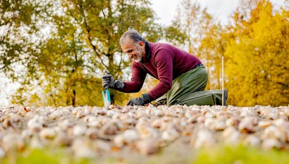 Gardener man planting tulip bulbs in Keukenhof gardens 2022