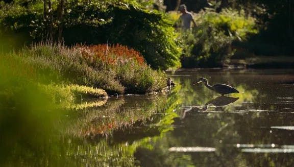 Birds in the water in Heempark of Amstelveen.
