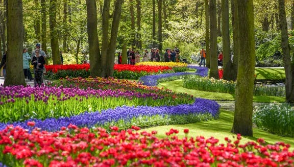 People admiring the colourful tulips in Keukenhof gardens