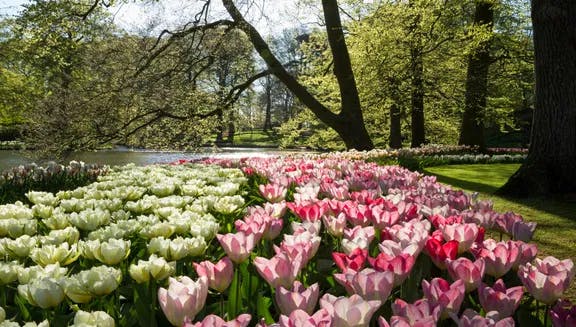 Keukenhof - which is both a tourist attraction and a showcase for the Dutch flower-growing industry - displays millions of blooms every spring.