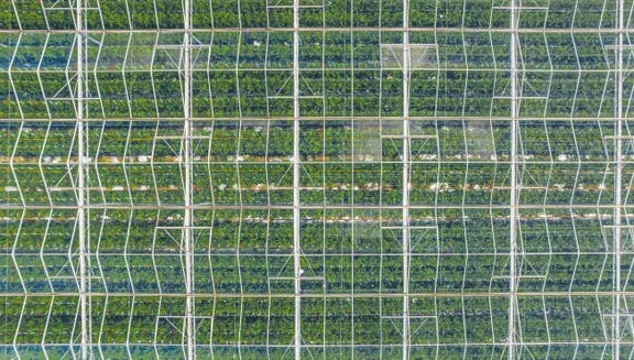 Huge field of green glasshouses with transparent ceiling shot above by drone in Netherlands. High quality photo