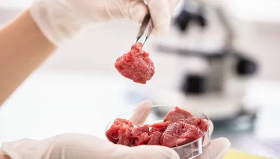 Researcher Inspecting Meat Sample In Laboratory