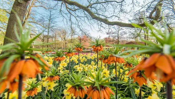 Keukenhof, also known as the Garden of Europe, is the world's second-largest flower garden. It is situated in Lisse, the Netherlands.