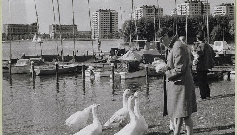 Woman feeding geese at Sloterplas archive photo