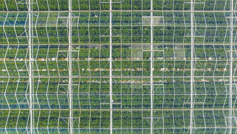 Huge field of green glasshouses with transparent ceiling shot above by drone in Netherlands. High quality photo