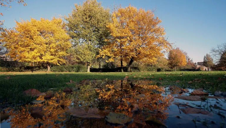 Westerpark during fall.