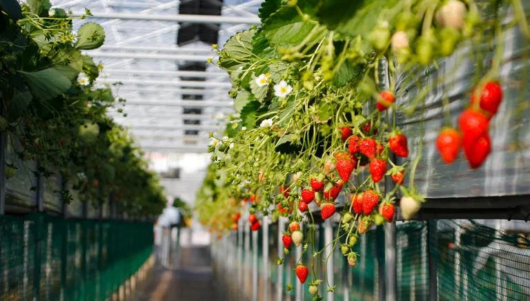 Urban agriculture in greenhouse