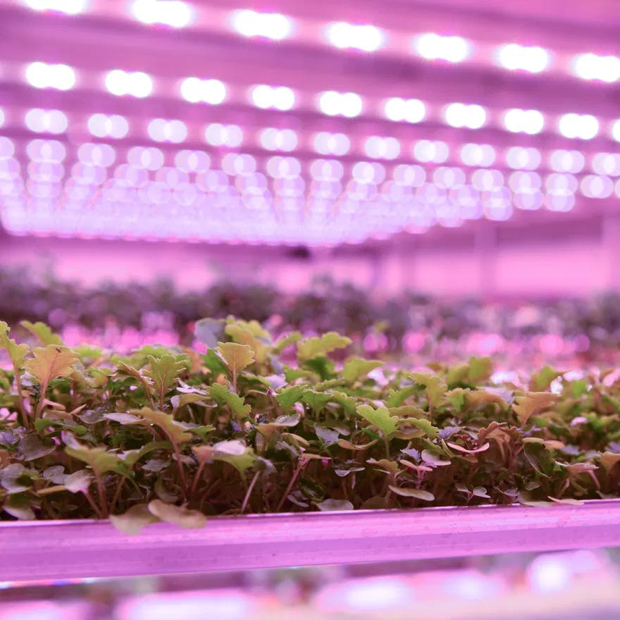 Vertical farming company Growy is on a mission to feed the world