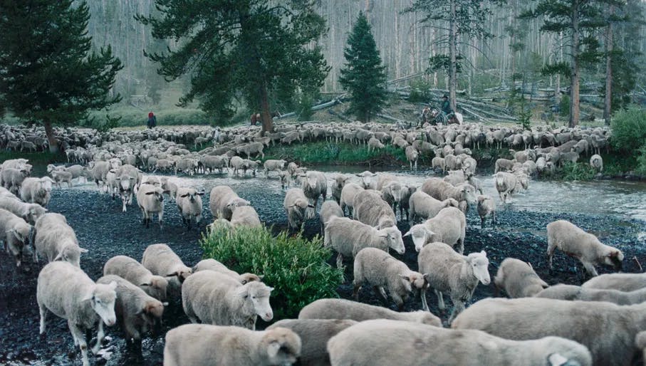 Cosmic Realism: Paravel and Castaing-Taylor exhibition at EYE Filmmuseum 2024. Sheep Rushes (2009) by Lucien Castaing-Taylor