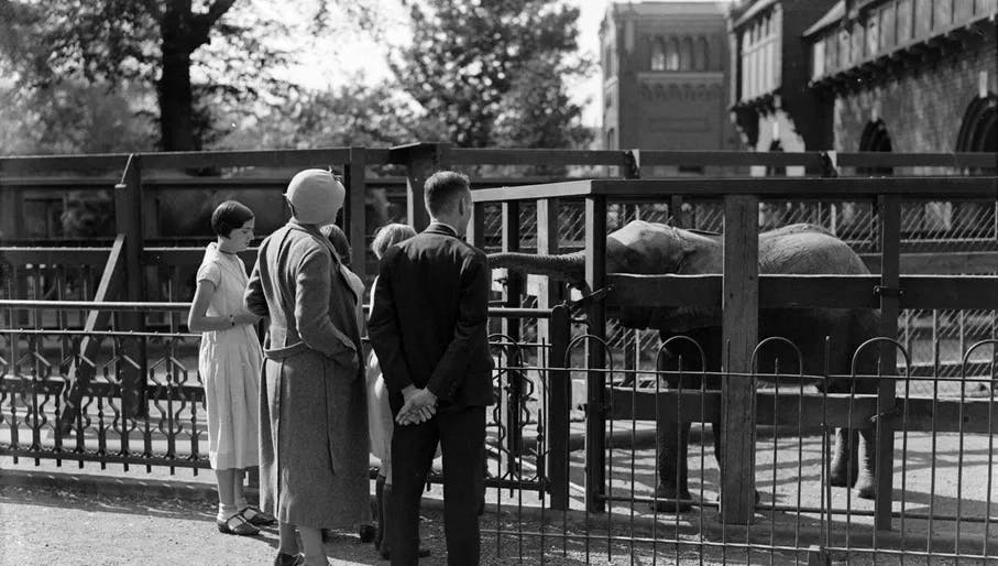 Children with elephants in Artis Zoo / archive photo