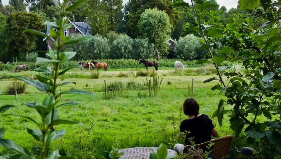 Person taking pictures of horses in Buurtboerderij