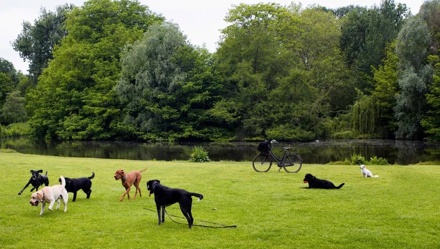 View of dogs playing on grass field, pond, trees at Vondelpark in Amsterdam. It is a public urban park of 47 hectares. It is a summer day.