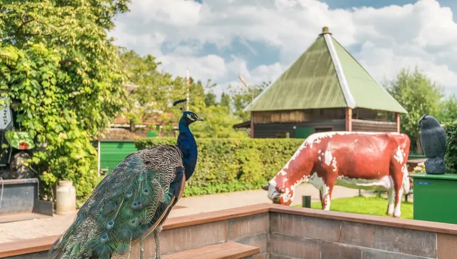 Peacock at Petting Zoo de Bijlmerweide