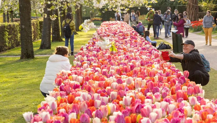People taking photos of tulips in Keukenhof gardens 2022