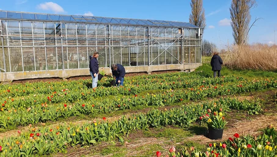 Pluktuin Amstelveen people picking flowers