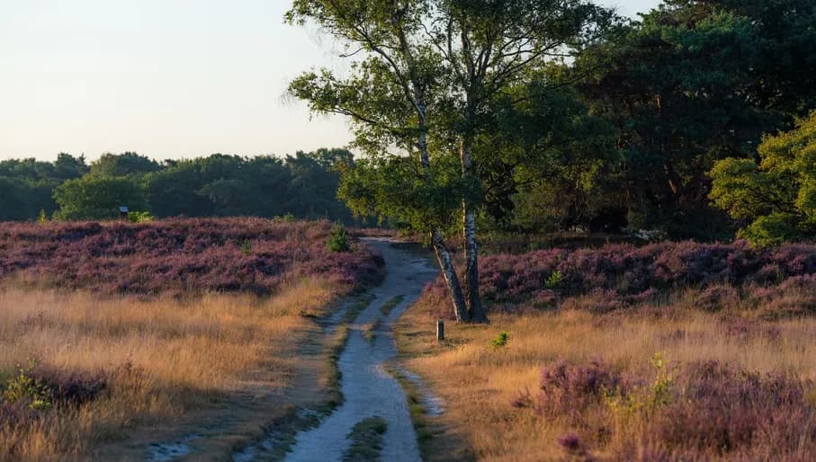 Moorland near Hilversum.