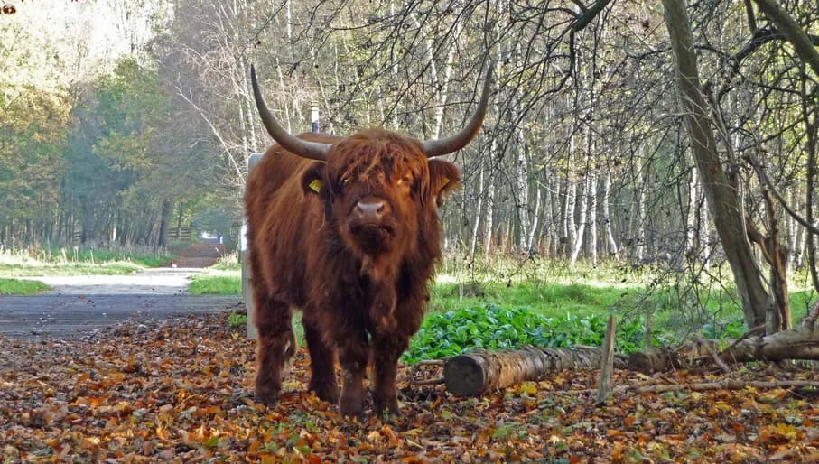 Scottish OX springtime Amsterdamse Bos