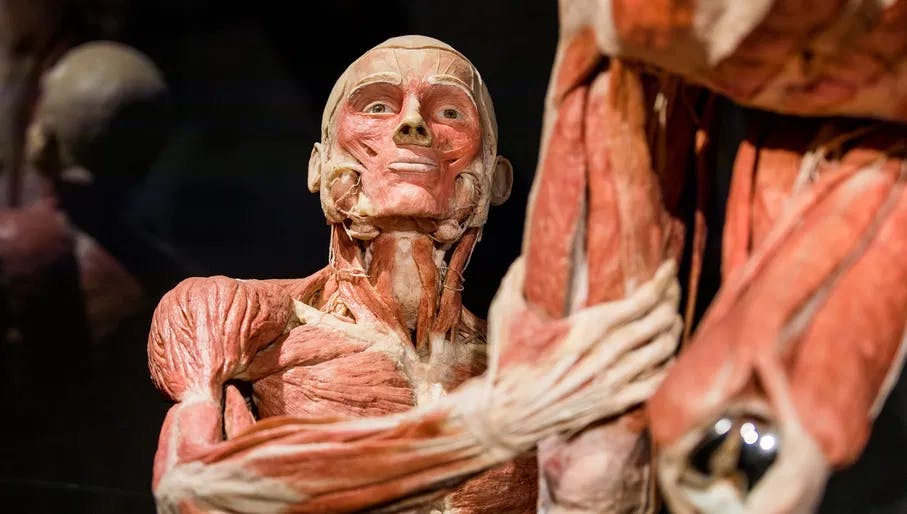 Body Worlds museum collection