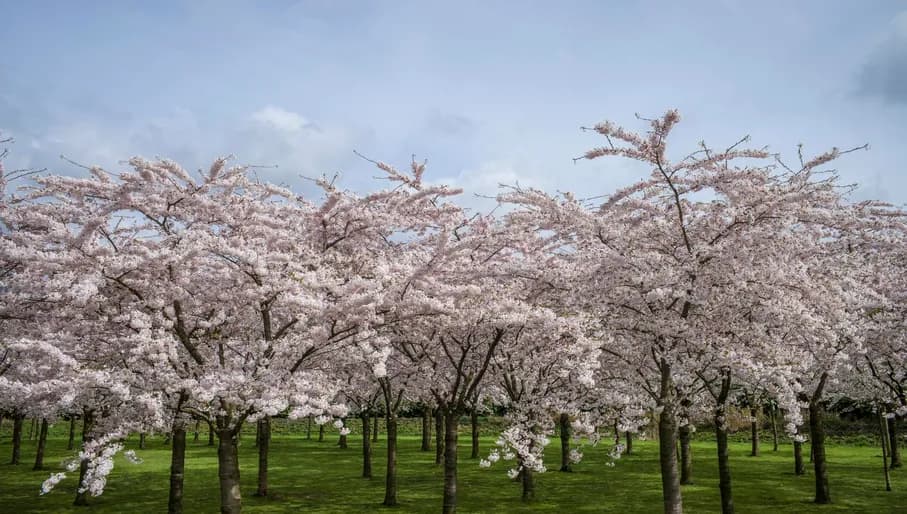 There are 400 cherry trees in the Blossom Park in the Amsterdamse Bos.