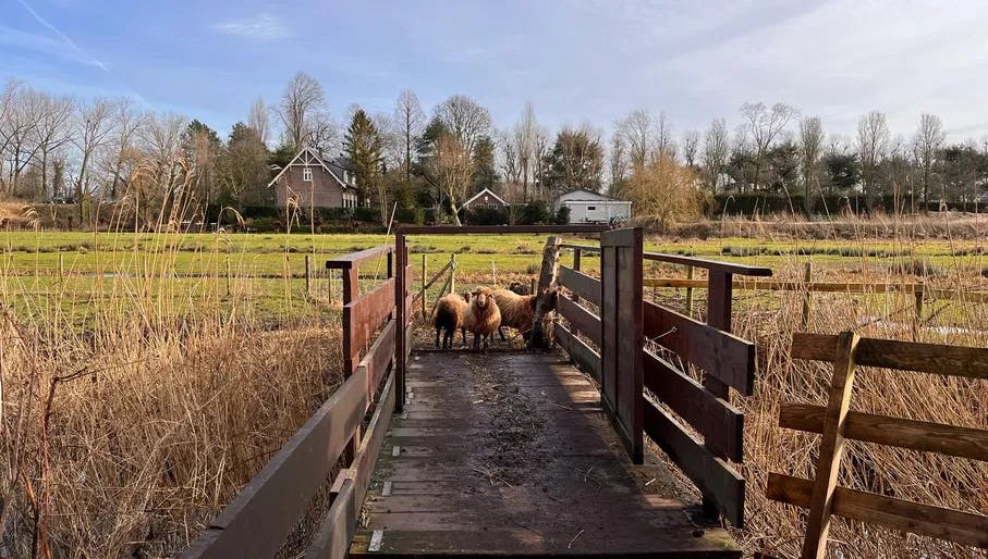 Farm sheep on the field at Ons Genoegen farm