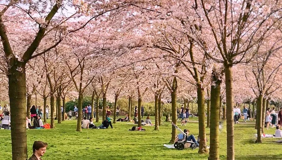 People sitting in The blossoming garden Kersen bos