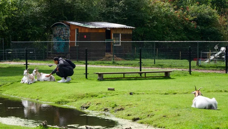 Person petting goats at Boerderij Westerpark.