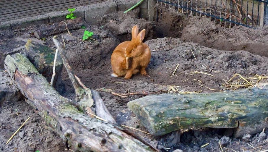 Rabbit at Boerderij Westerpark.