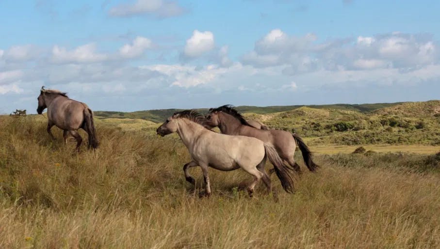 Konik horses running through the dunes of Nationaal Park Zuid-Kennemerland.